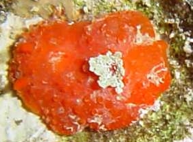 Photo:B. & S. Koretz; See note in Sea Slug Forum